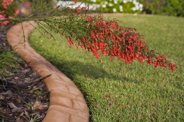 Brick Edging in Longwood